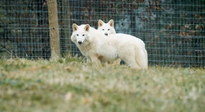 Dois lobos terríveis chamados Romulo e Remo que aparecem soltos num campo esverdeado.