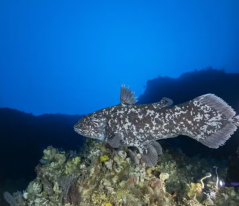 Celacanto Indonésio é fotografado pela primeira vez na natureza