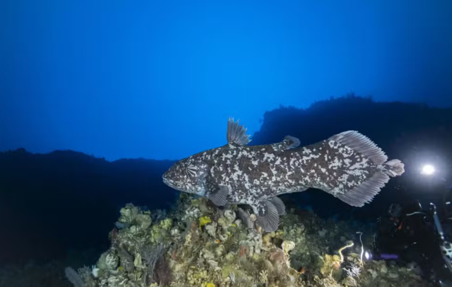 Celacanto Indonésio é fotografado pela primeira vez na natureza
