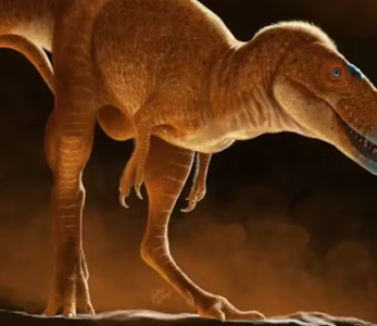 Nova espécie de dinossauro pode ser ancestral direto do Tiranossauro Rex