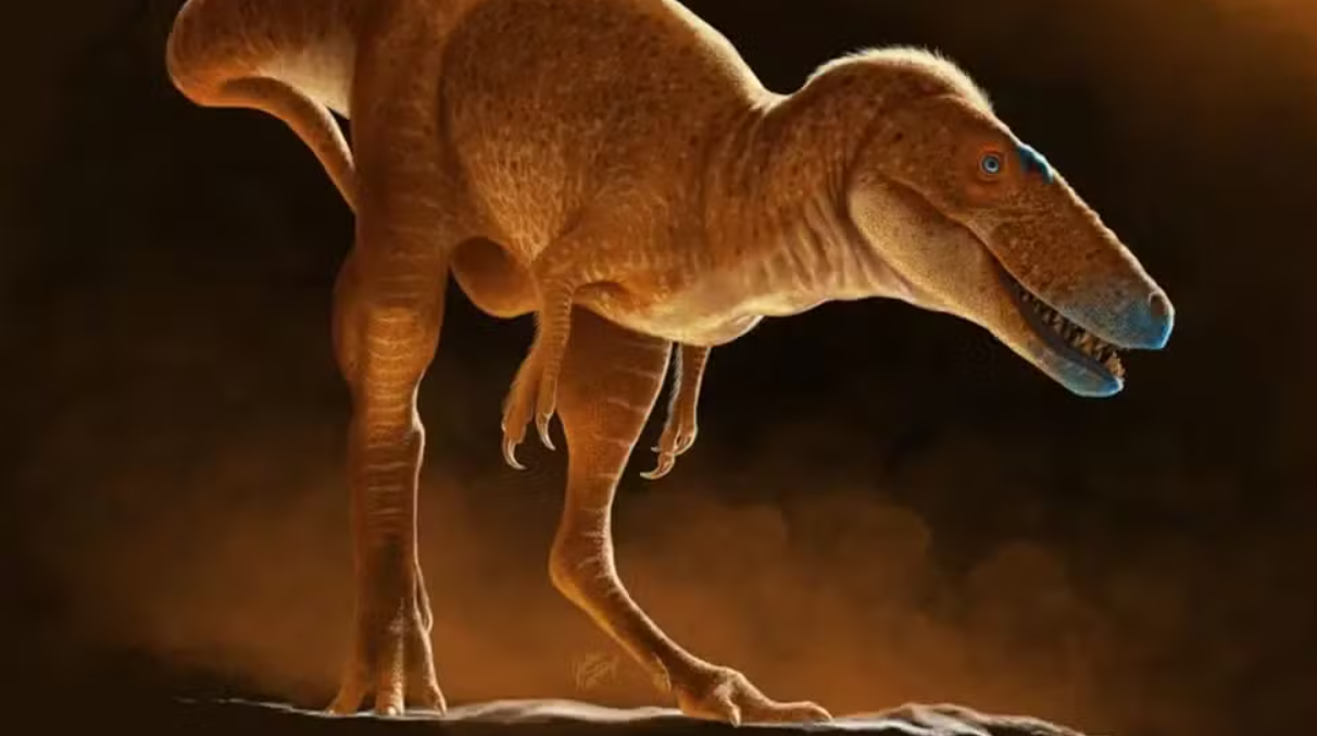 Nova espécie de dinossauro pode ser ancestral direto do Tiranossauro Rex