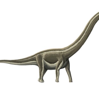 Doença óssea misteriosa dizimou dinossauros pescoçudos no interior de São Paulo